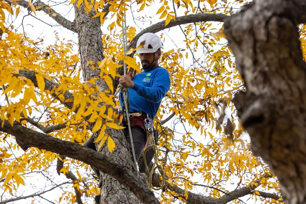 Skilled Tree Trimming crew working in Stockton